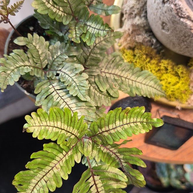Photo of the plant species Pteris aspericaulis by @shopofhorrors named Fern Candy on Greg, the plant care app