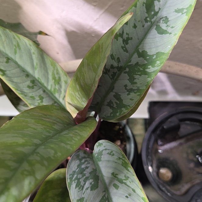 Photo of the plant species Purple Sword by @shopofhorrors named Alocasia lauterbachiana Rain on Greg, the plant care app