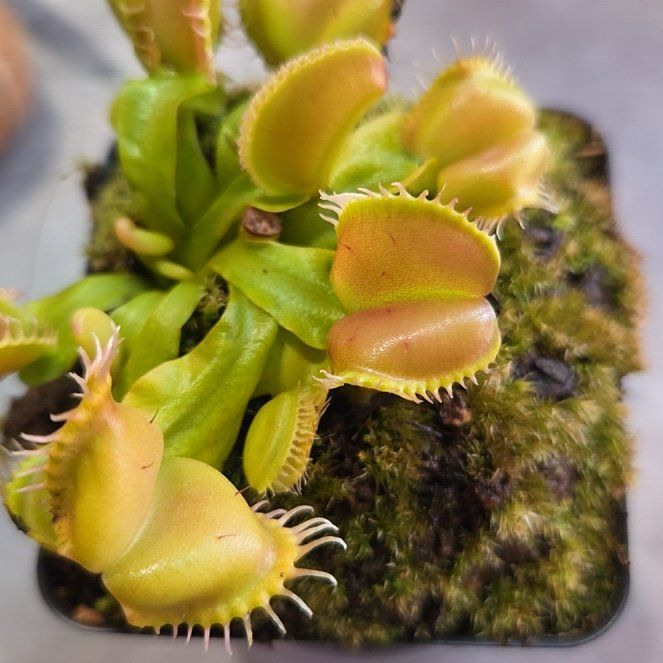 Photo of the plant species Venus Flytrap 'Pink Venus' by @shopofhorrors named Carnivorous VFT Angel wings on Greg, the plant care app