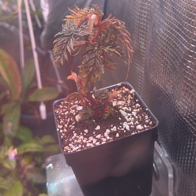 Photo of the plant species Begonia bipinnatifida by @shopofhorrors named Begonia Betty on Greg, the plant care app