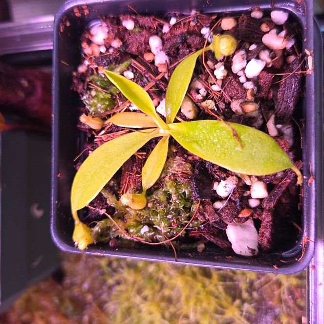Photo of the plant species Nepenthes Spathulata x Spectabilis by @shopofhorrors named Nepenthes Spat on Greg, the plant care app
