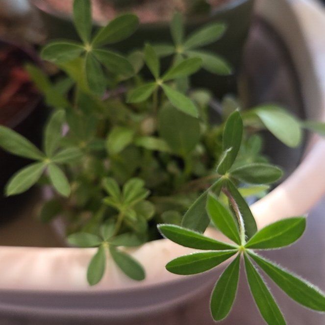 Photo of the plant species Woodruff by @shopofhorrors named Woodfuff Flower on Greg, the plant care app