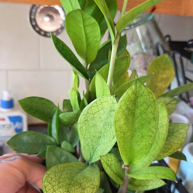 Photo of the plant species chameleon zz by @shopofhorrors named Zz Boy George on Greg, the plant care app