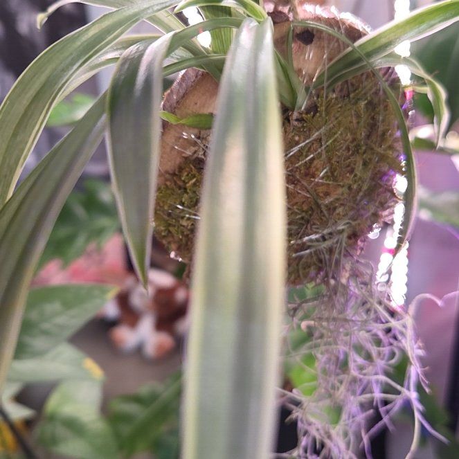 Photo of the plant species Spider Plant 'Reverse' by @shopofhorrors named Spiderman on Greg, the plant care app