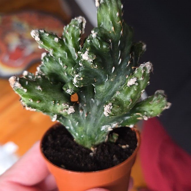 Photo of the plant species night-blooming cereus by @shopofhorrors named Cactus Moonlight on Greg, the plant care app