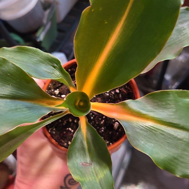 Photo of the plant species Green Orange Spider Plant by @shopofhorrors named Spider Tangerine on Greg, the plant care app