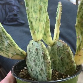 Photo of the plant species Warm Hand Cactus by @SapientNoni named ChloroPhil on Greg, the plant care app