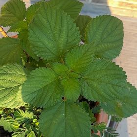 Photo of the plant species Ramie Chinese Grass by @ValiantYuzu named McKinley on Greg, the plant care app
