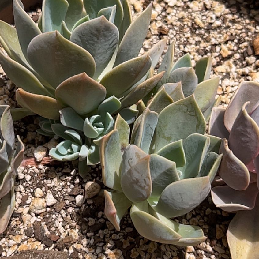 Chalk Dudleya succulent plant in rocky soil with good sunlight exposure.