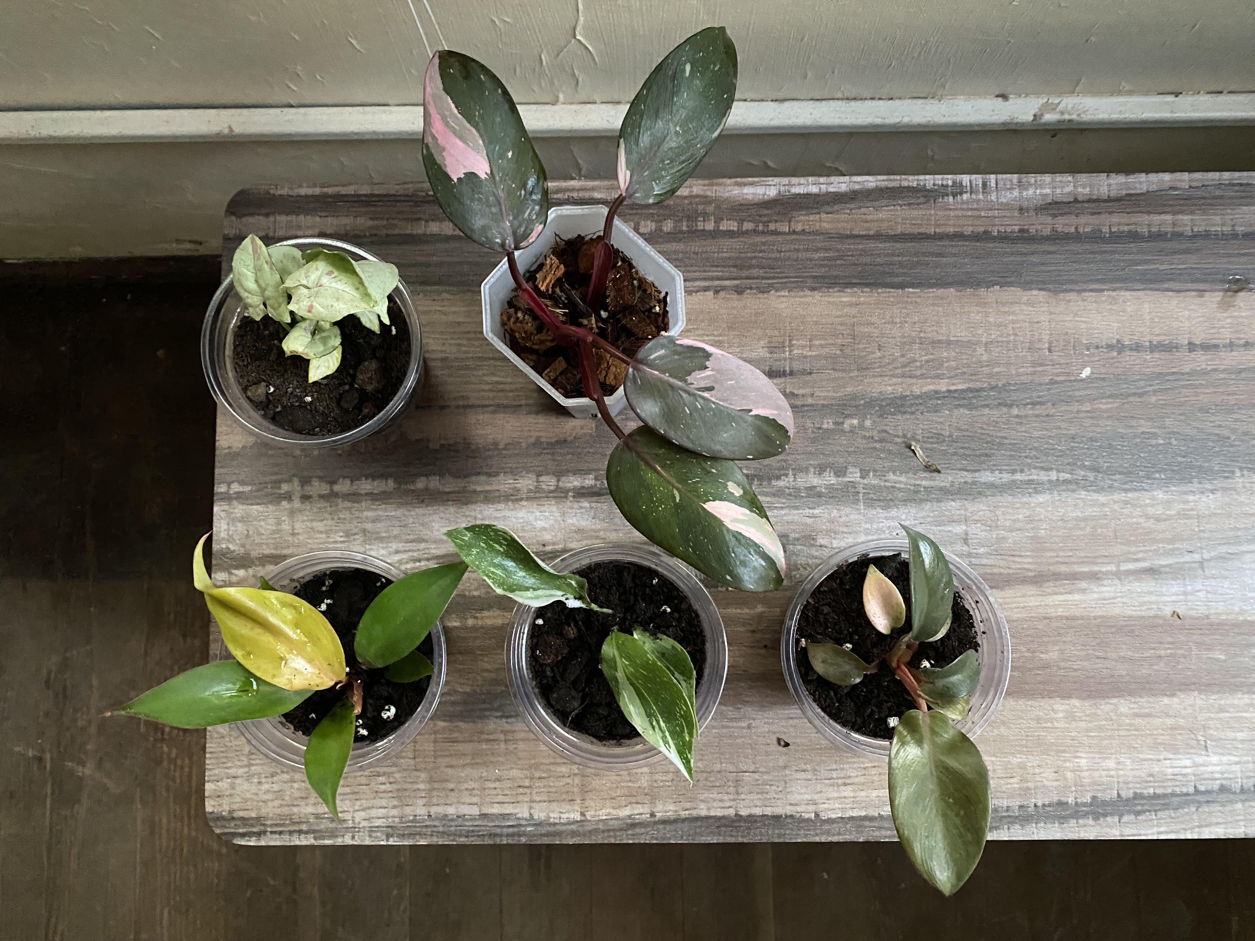 Photo from the post