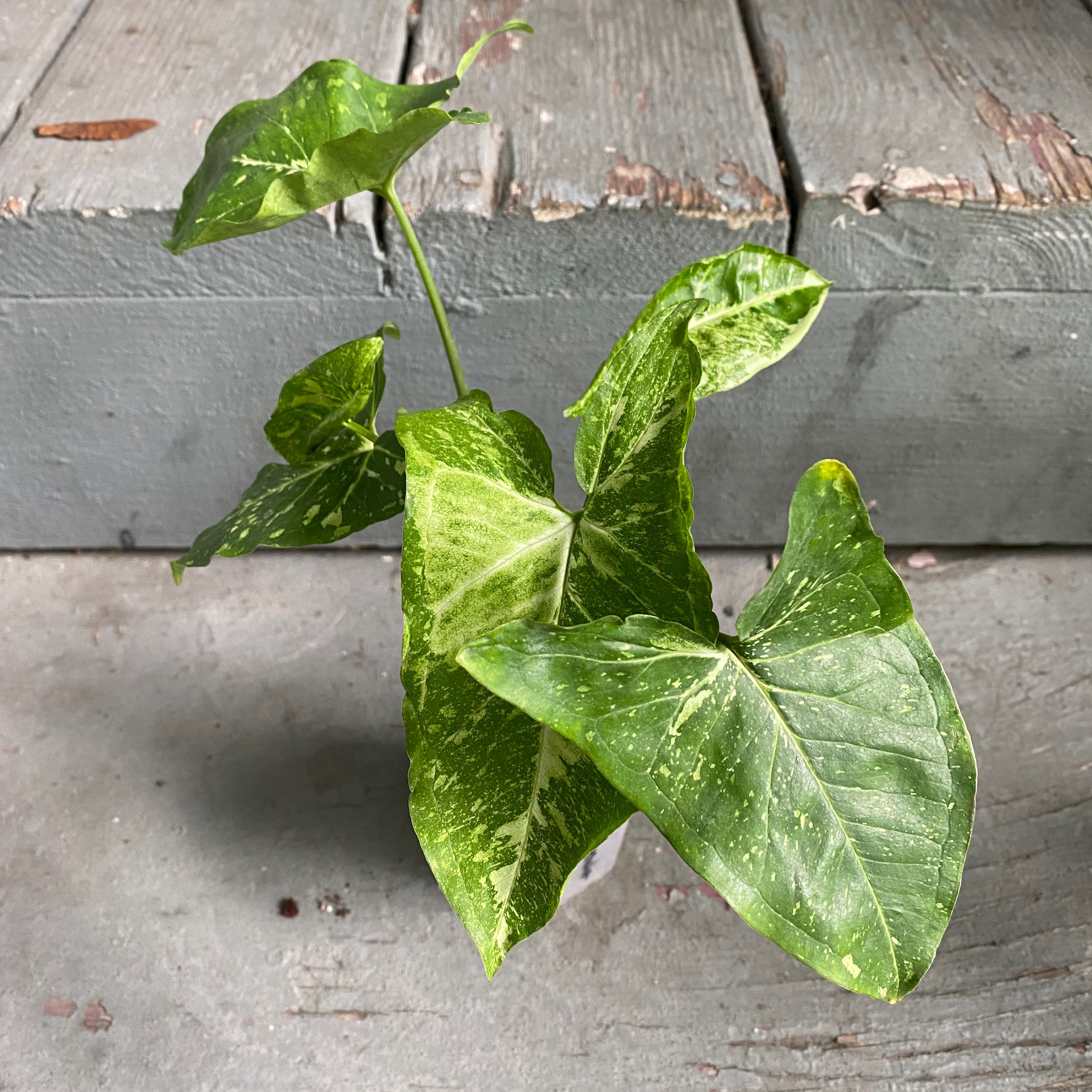 Syngonium Panda plant with variegated green and yellow leaves on a wooden surface.