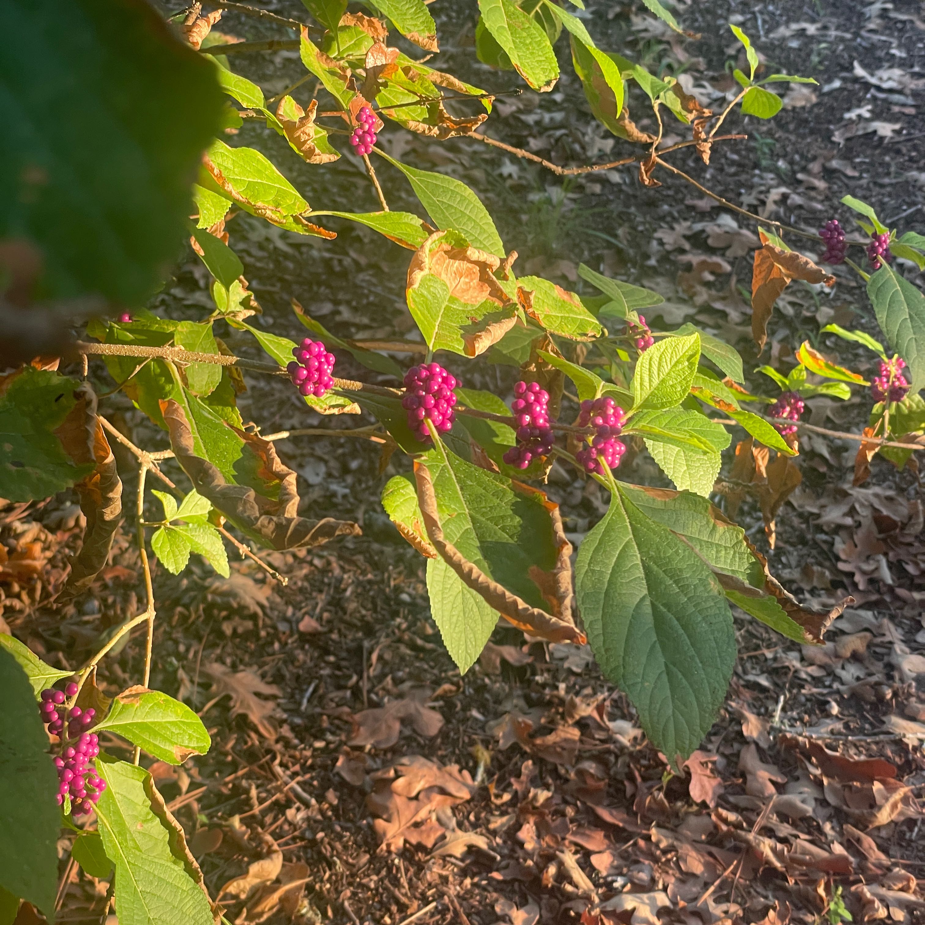Beautyberry plant with bright purple berries and some browning leaves in an outdoor setting.