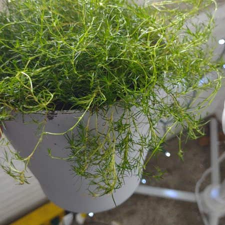 Photo of the plant species Scotch Moss by @EminentCocoplum named Captain Plant-it on Greg, the plant care app