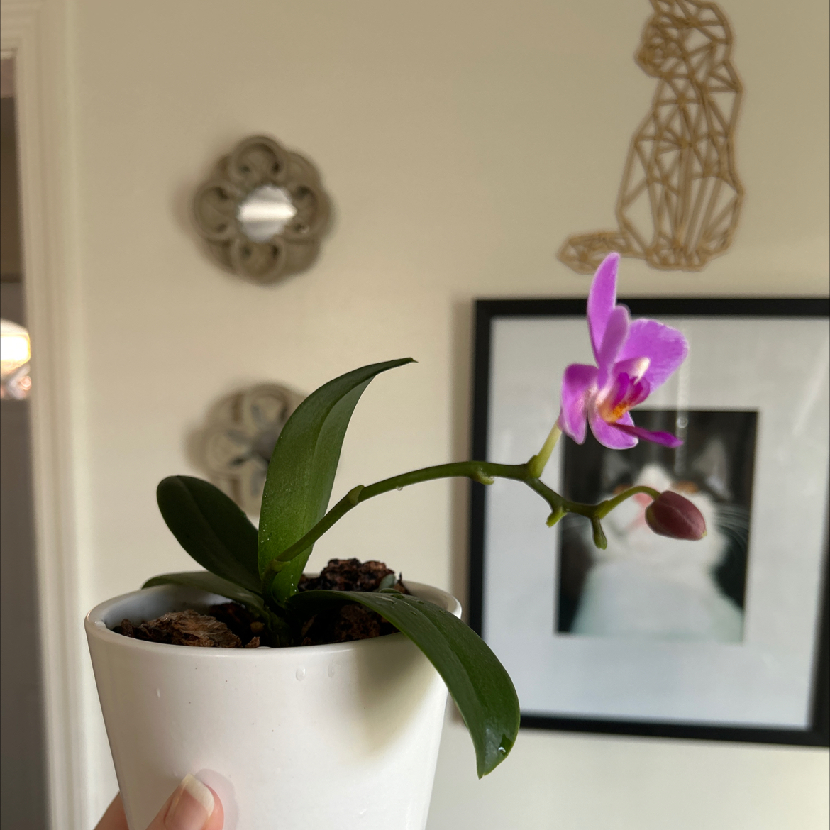 Purple Ground Orchid in a white pot with a blooming flower, held by a hand.