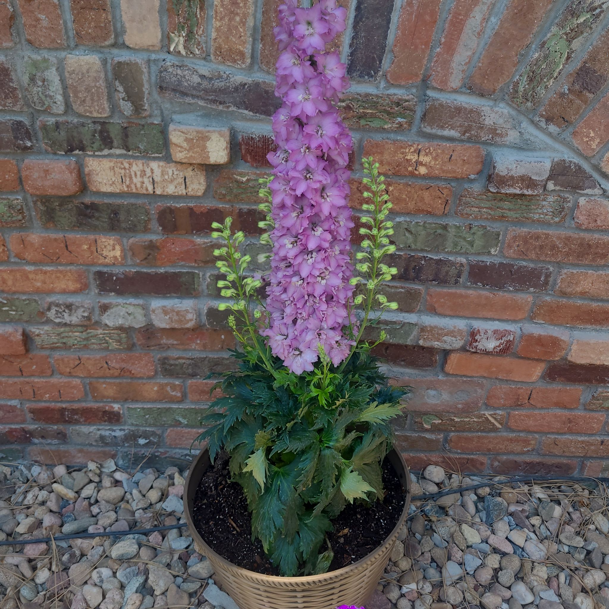 Candle Larkspur plant in a pot with vibrant purple flowers against a brick wall.