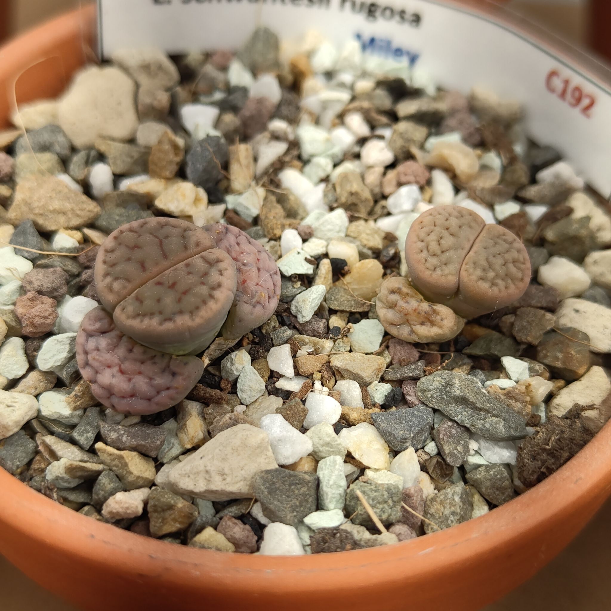 Photo of the plant species Living Stones by @GalosiJoci named Miley on Greg, the plant care app