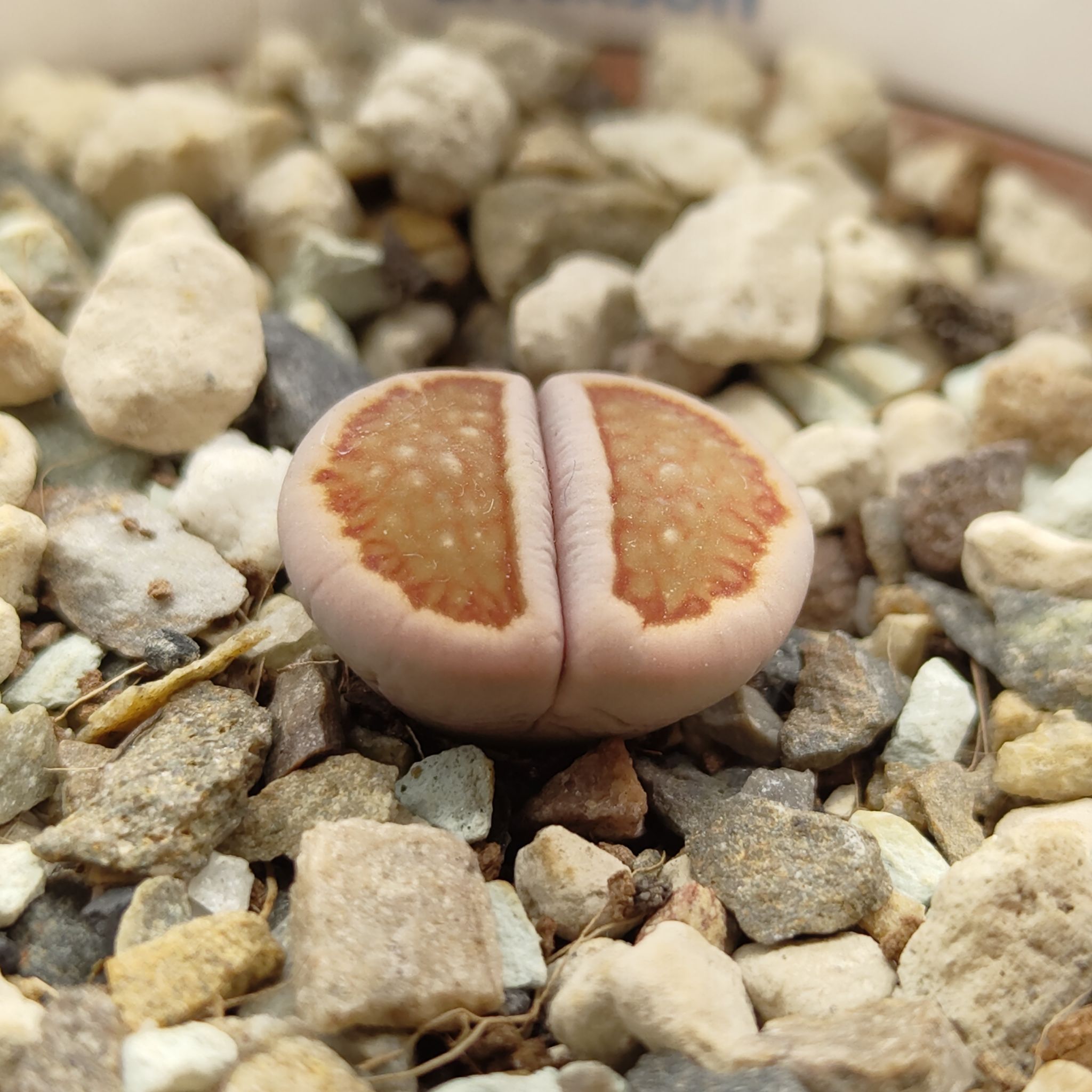 Photo of the plant species Living Stones by @GalosiJoci named Erickson on Greg, the plant care app