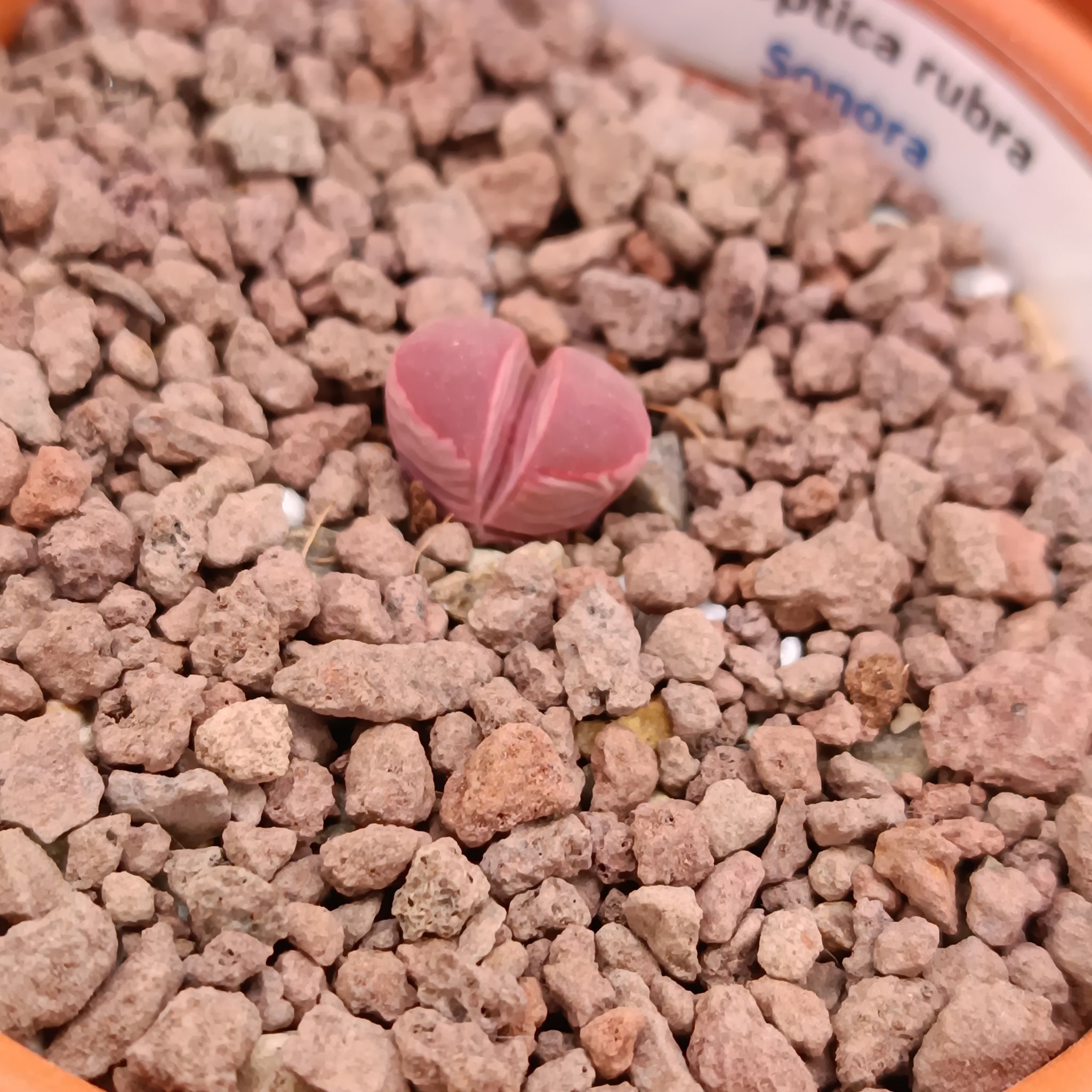 Photo of the plant species Rubra Lithops by @GalosiJoci named Sonora on Greg, the plant care app