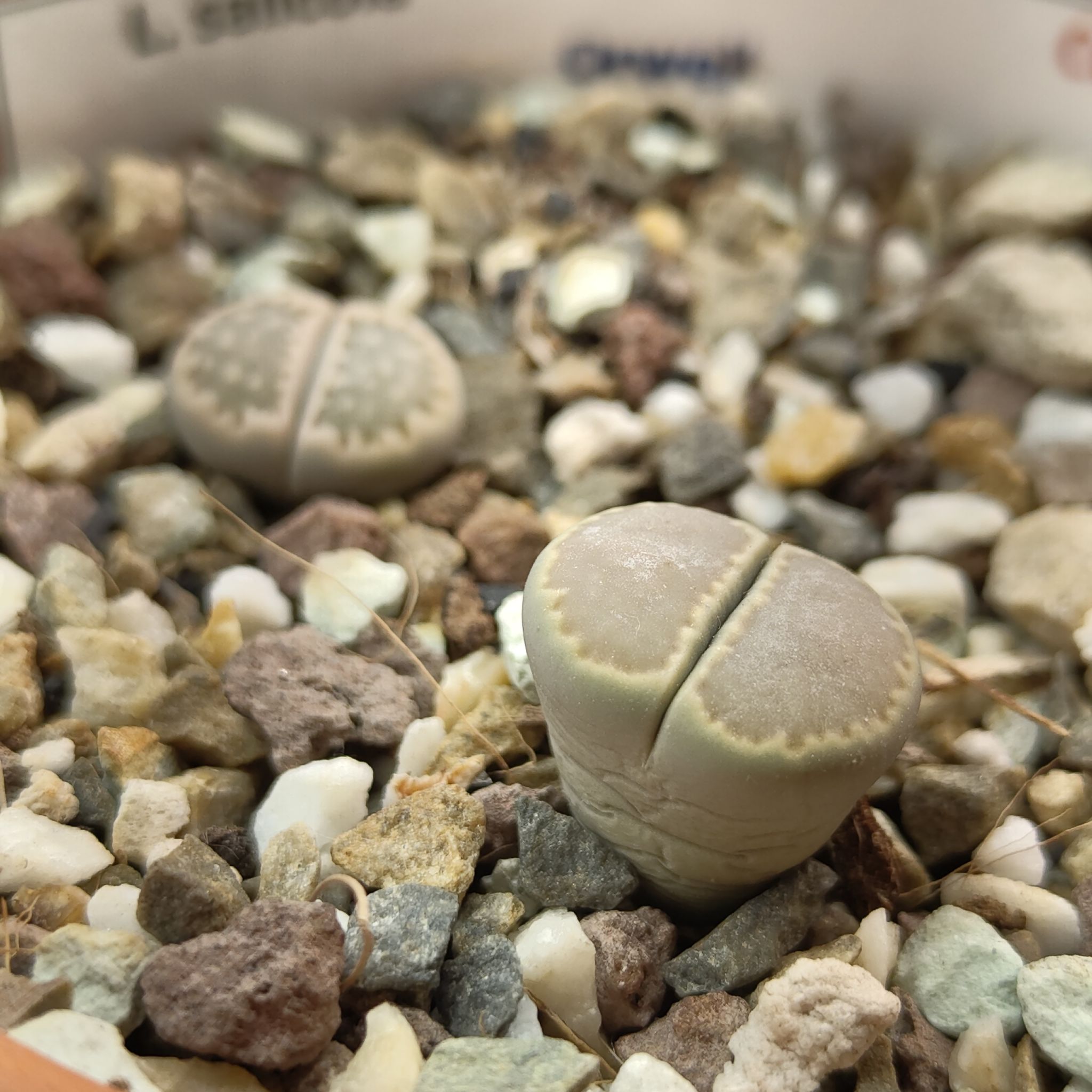 Photo of the plant species Living Stones by @GalosiJoci named Orwell on Greg, the plant care app