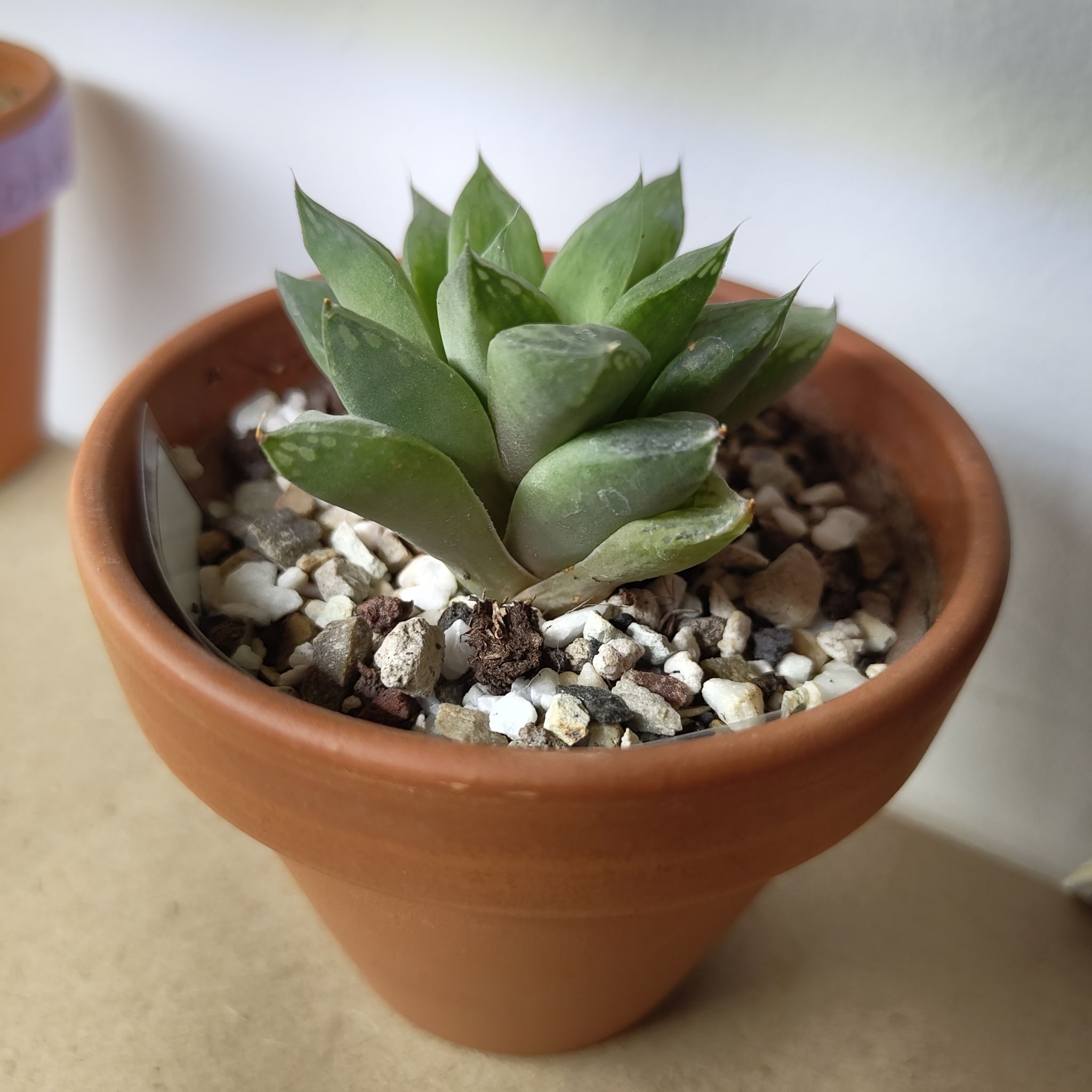 Photo of the plant species Gold Haworthia by @GalosiJoci named Albert on Greg, the plant care app