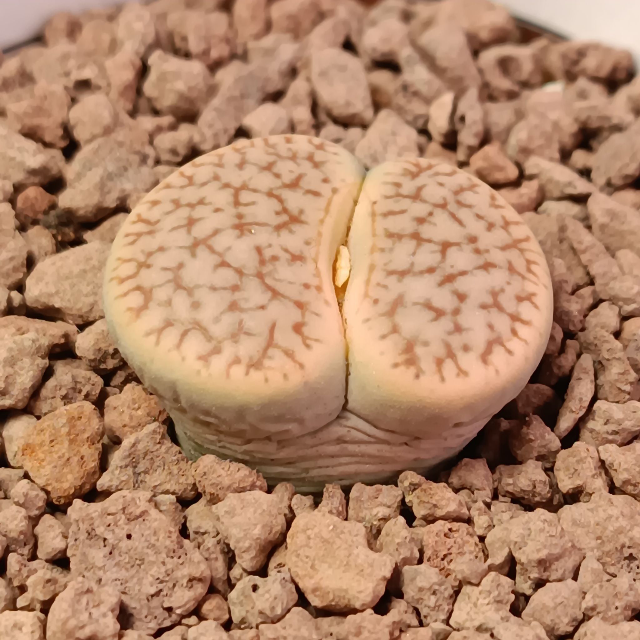 Close-up of a healthy Living Stones (Lithops) plant in coarse soil.