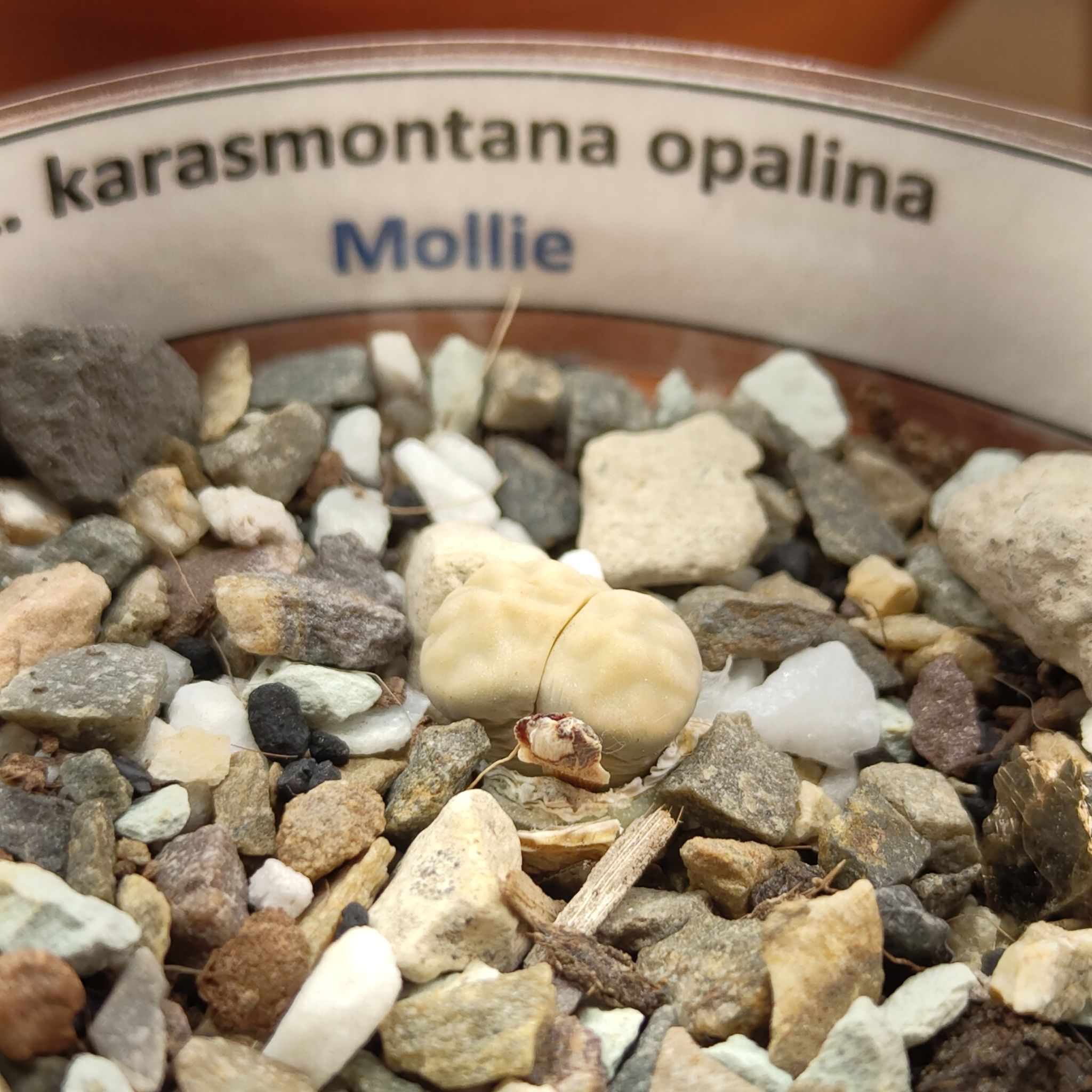 Photo of the plant species Living Stone by @GalosiJoci named Mollie on Greg, the plant care app