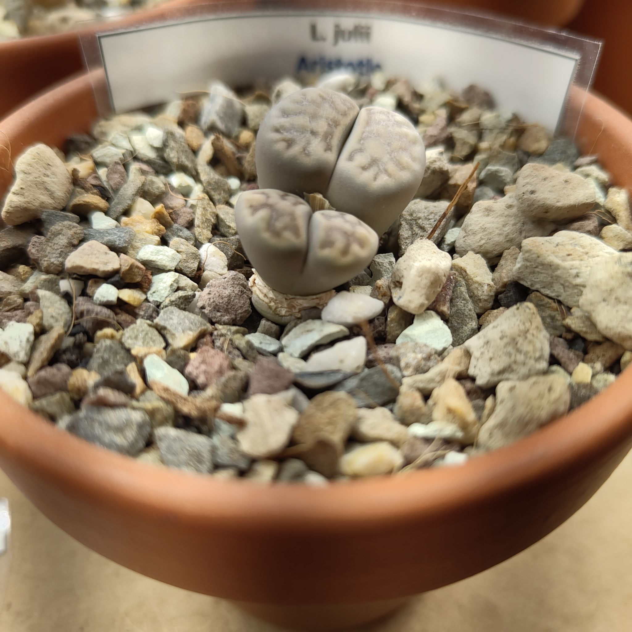 Photo of the plant species Living Stones by @GalosiJoci named Aristotle C024 on Greg, the plant care app