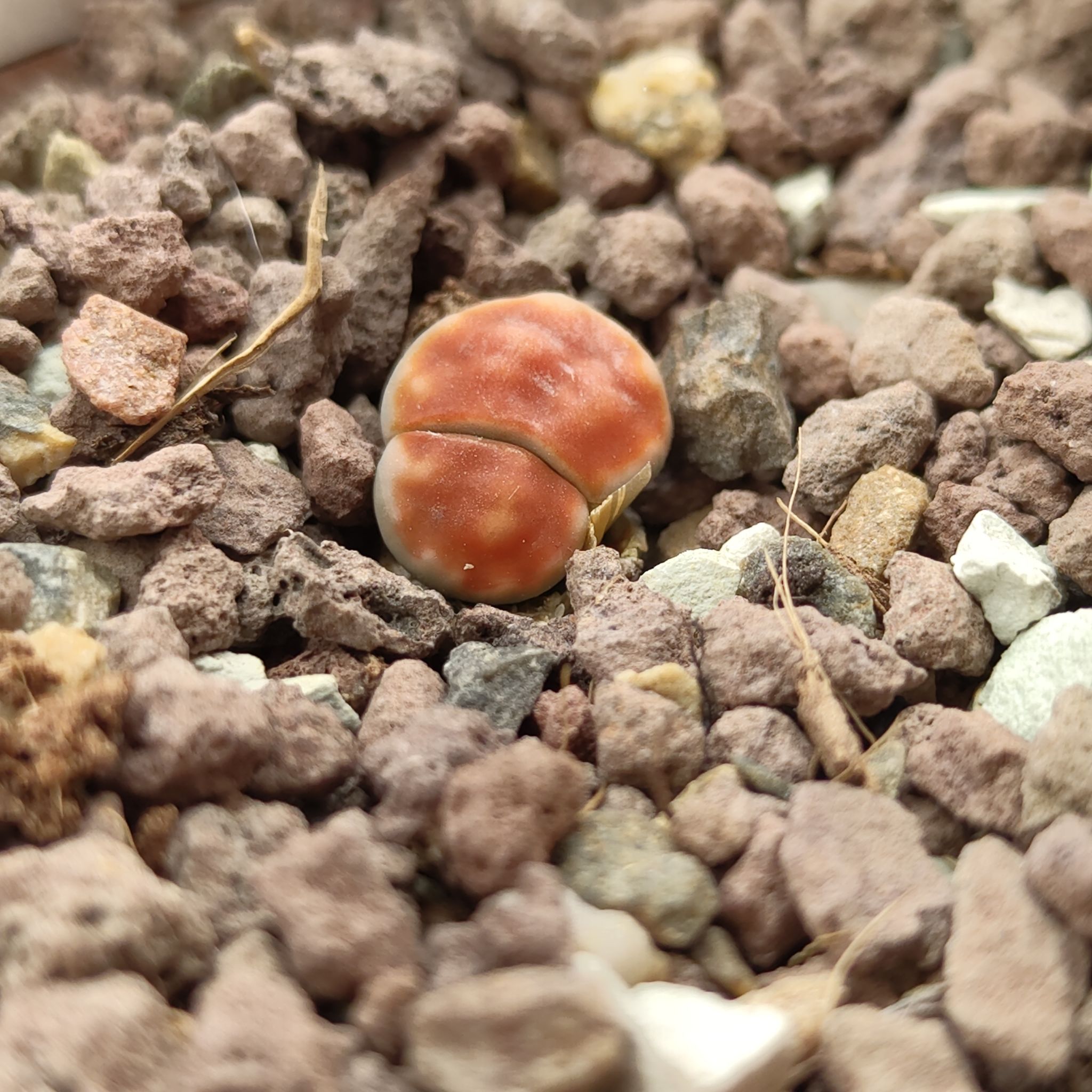 Photo of the plant species Living Stone by @GalosiJoci named Beyonce on Greg, the plant care app