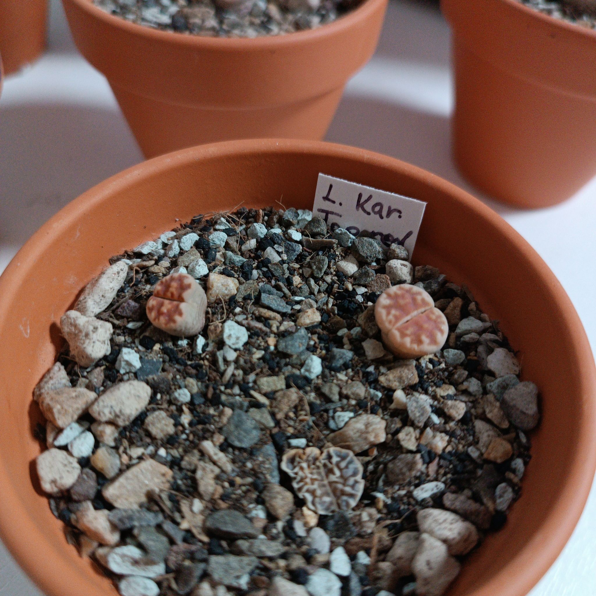 Photo of the plant species Living Stone by @GalosiJoci named Plato brothers on Greg, the plant care app