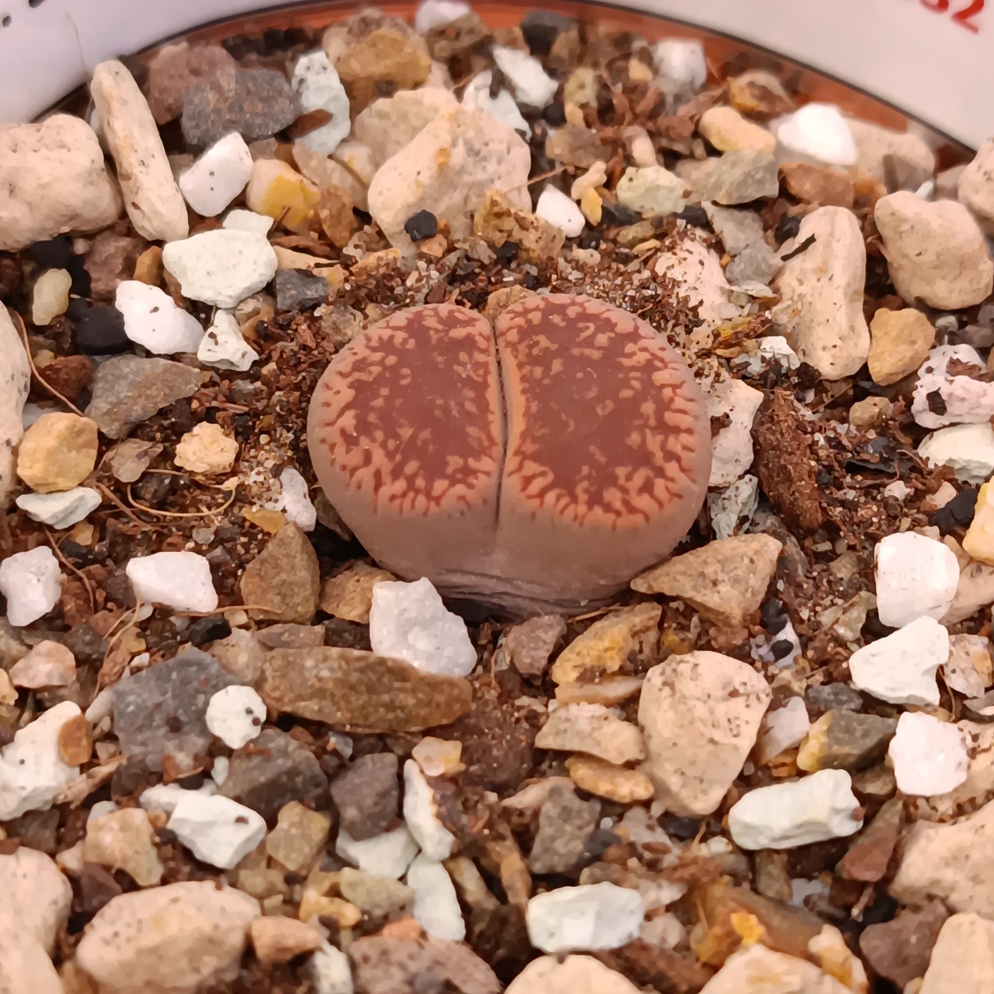 Living Stones (Lithops) plant in well-draining soil.