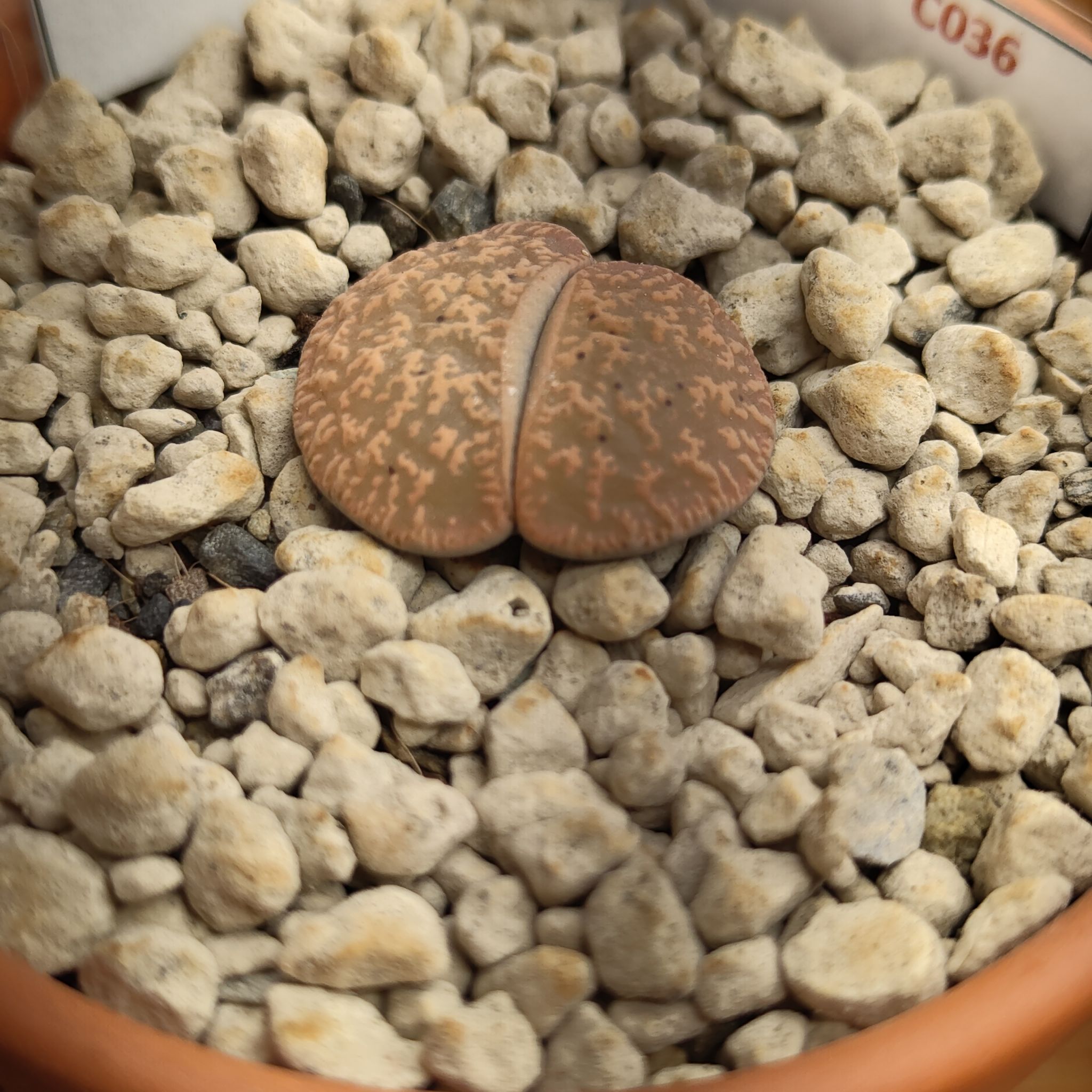 Photo of the plant species Living Stone by @GalosiJoci named Bruce Lee on Greg, the plant care app