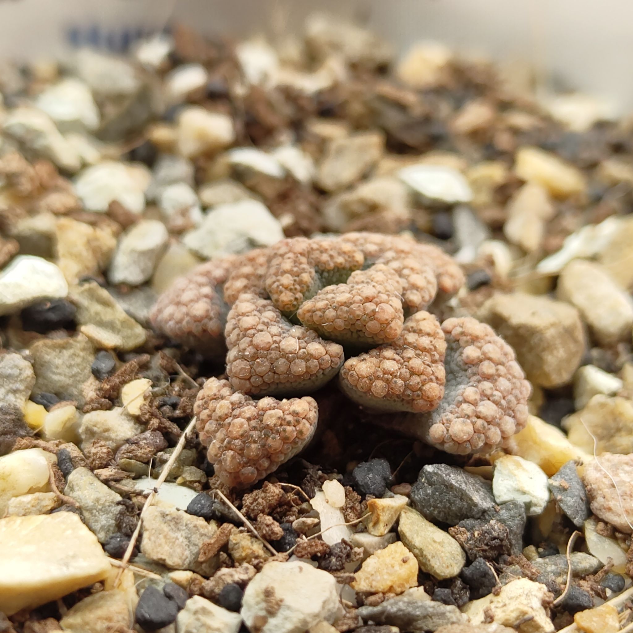 Photo of the plant species Jewel Plant by @GalosiJoci named Hugo on Greg, the plant care app