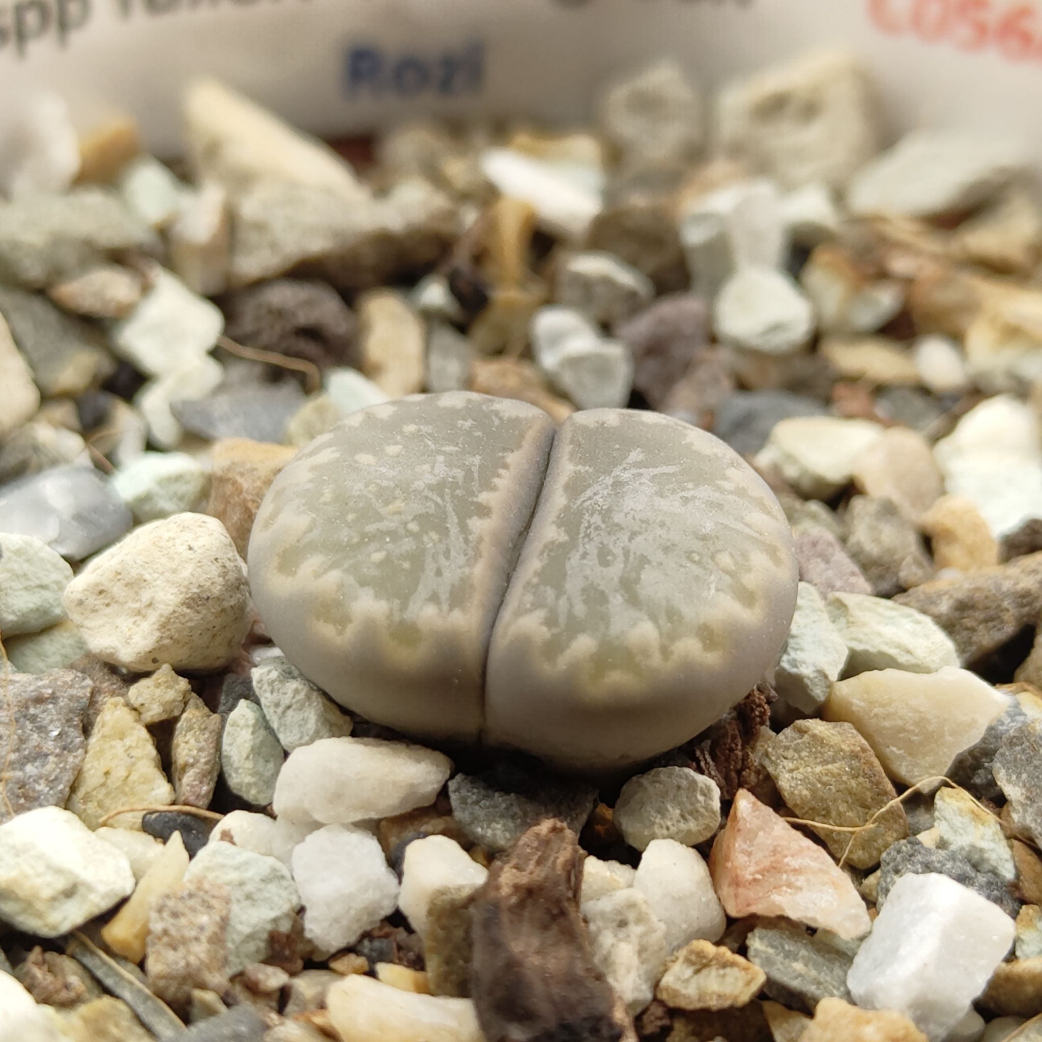 Photo of the plant species Living Stones by @GalosiJoci named Rozi on Greg, the plant care app