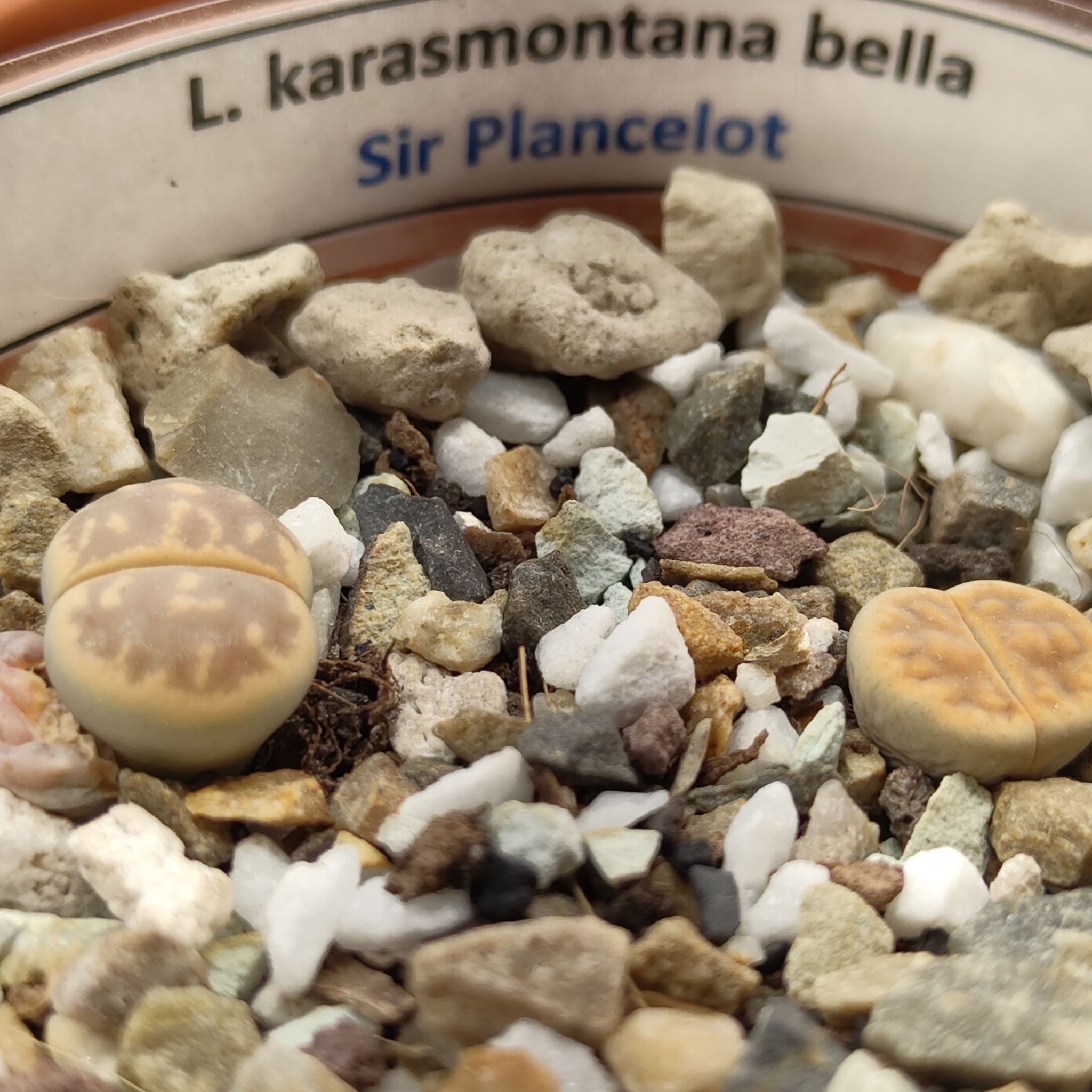 Photo of the plant species Living Stones by @GalosiJoci named Sir Plancelot on Greg, the plant care app