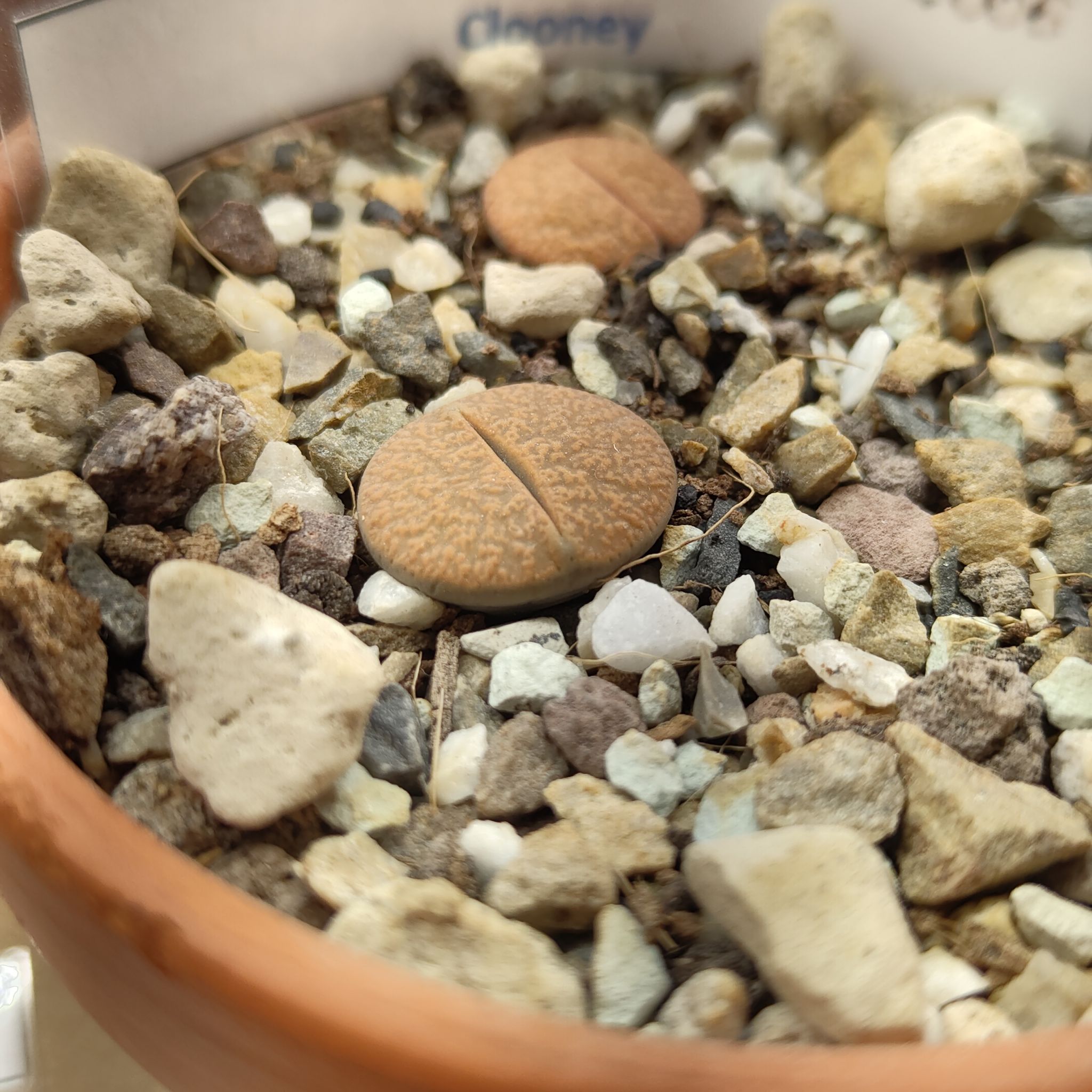 Photo of the plant species Living Stone by @GalosiJoci named Clooney on Greg, the plant care app