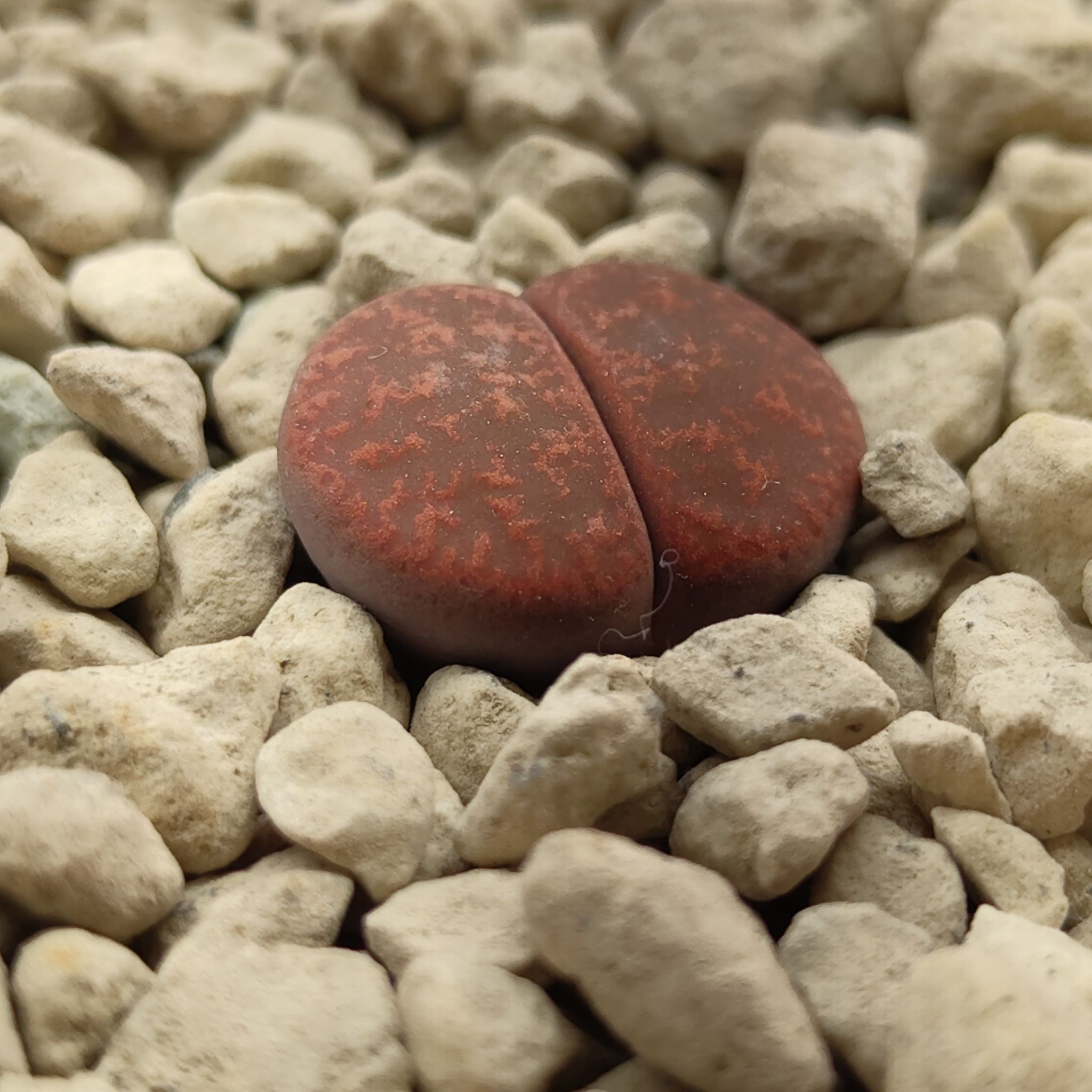 Photo of the plant species Living Stone by @GalosiJoci named Fred on Greg, the plant care app