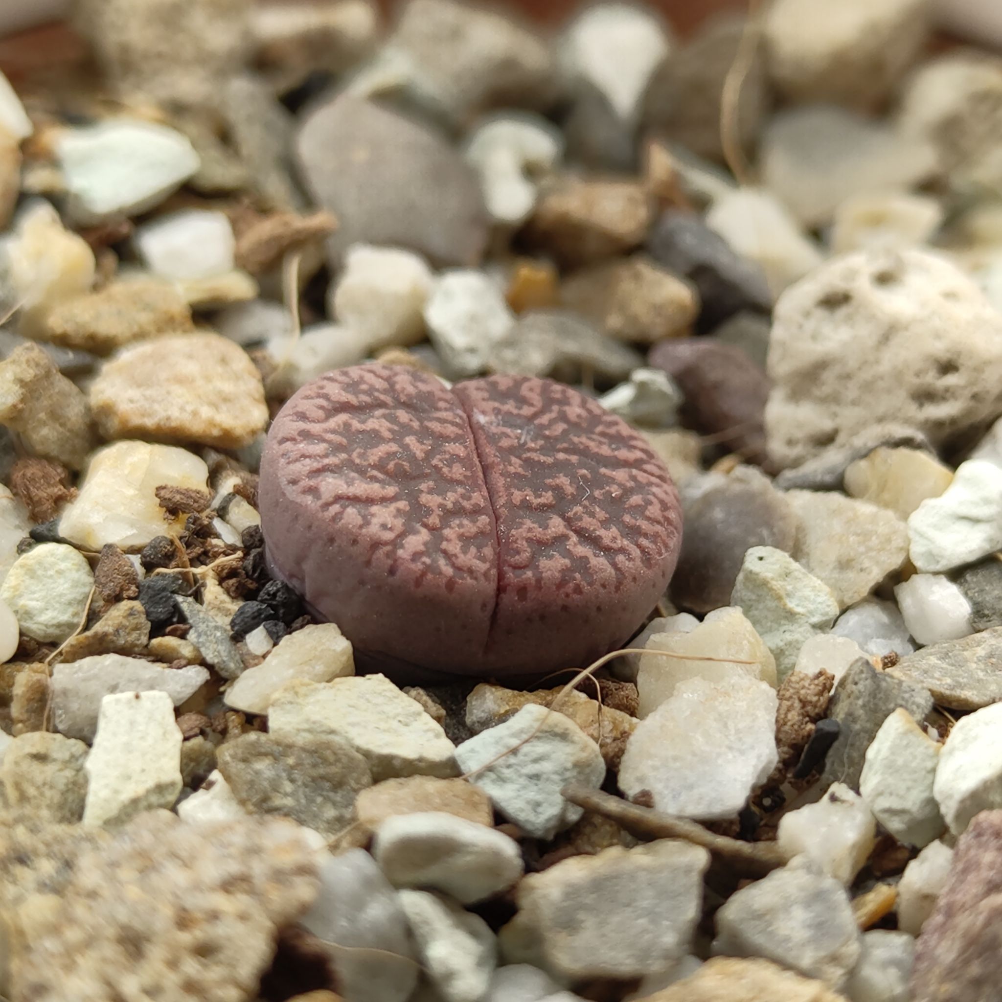 Photo of the plant species Living Stone by @GalosiJoci named Freddie on Greg, the plant care app