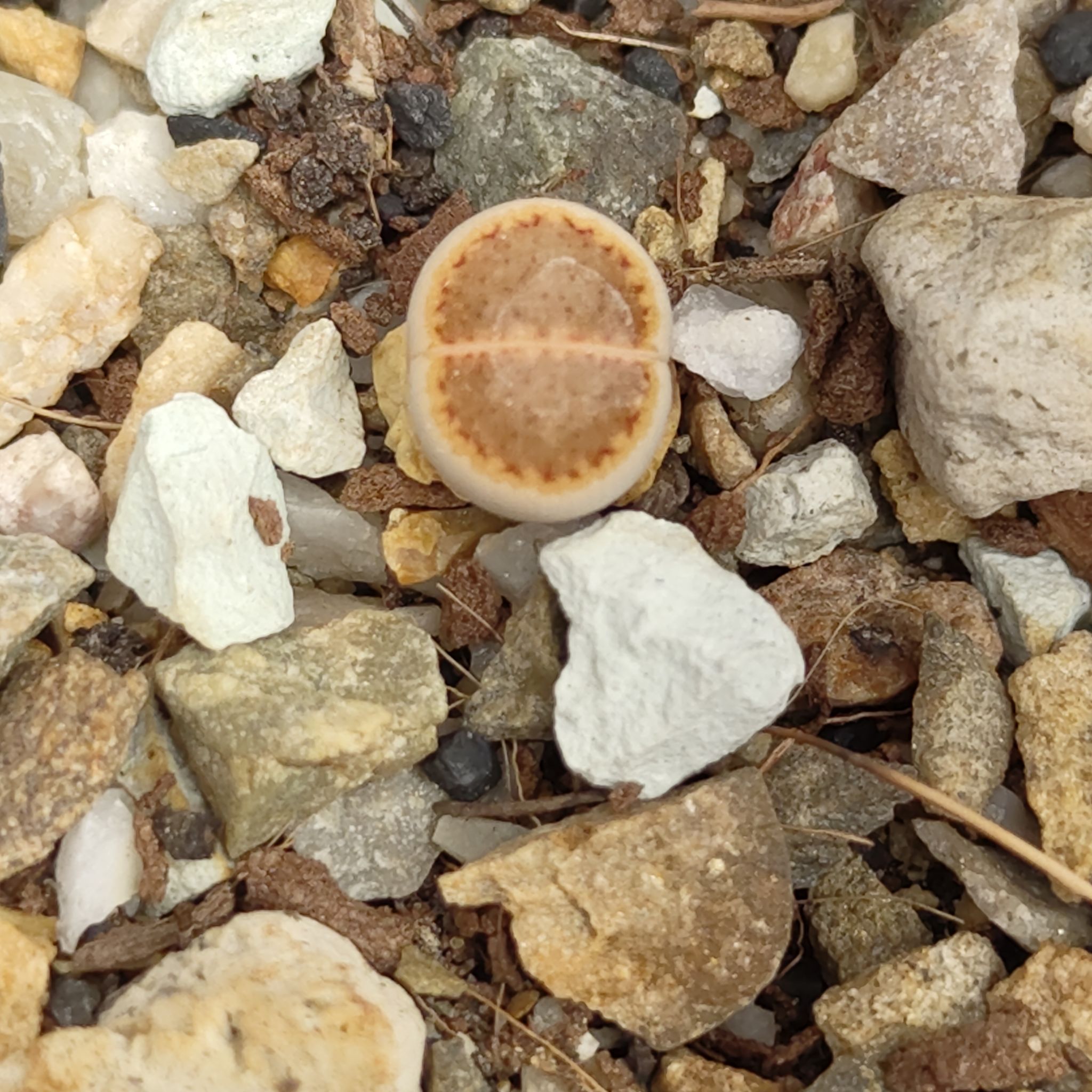 Photo of the plant species Living Stones by @GalosiJoci named Queen on Greg, the plant care app