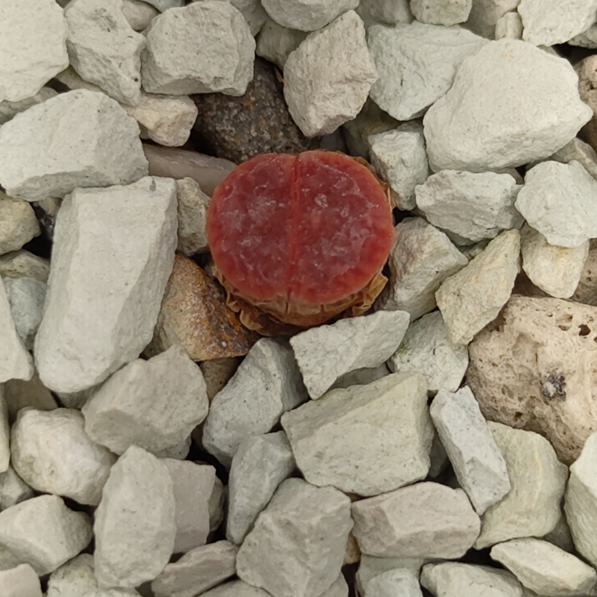 Photo of the plant species Living Stone by @GalosiJoci named Rihanna on Greg, the plant care app
