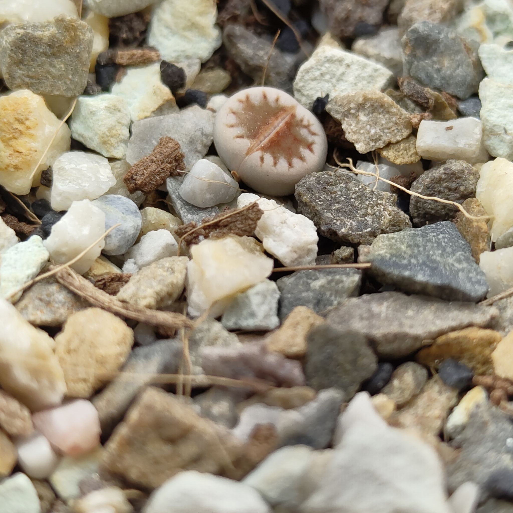 Photo of the plant species Living Stones by @GalosiJoci named Diana on Greg, the plant care app