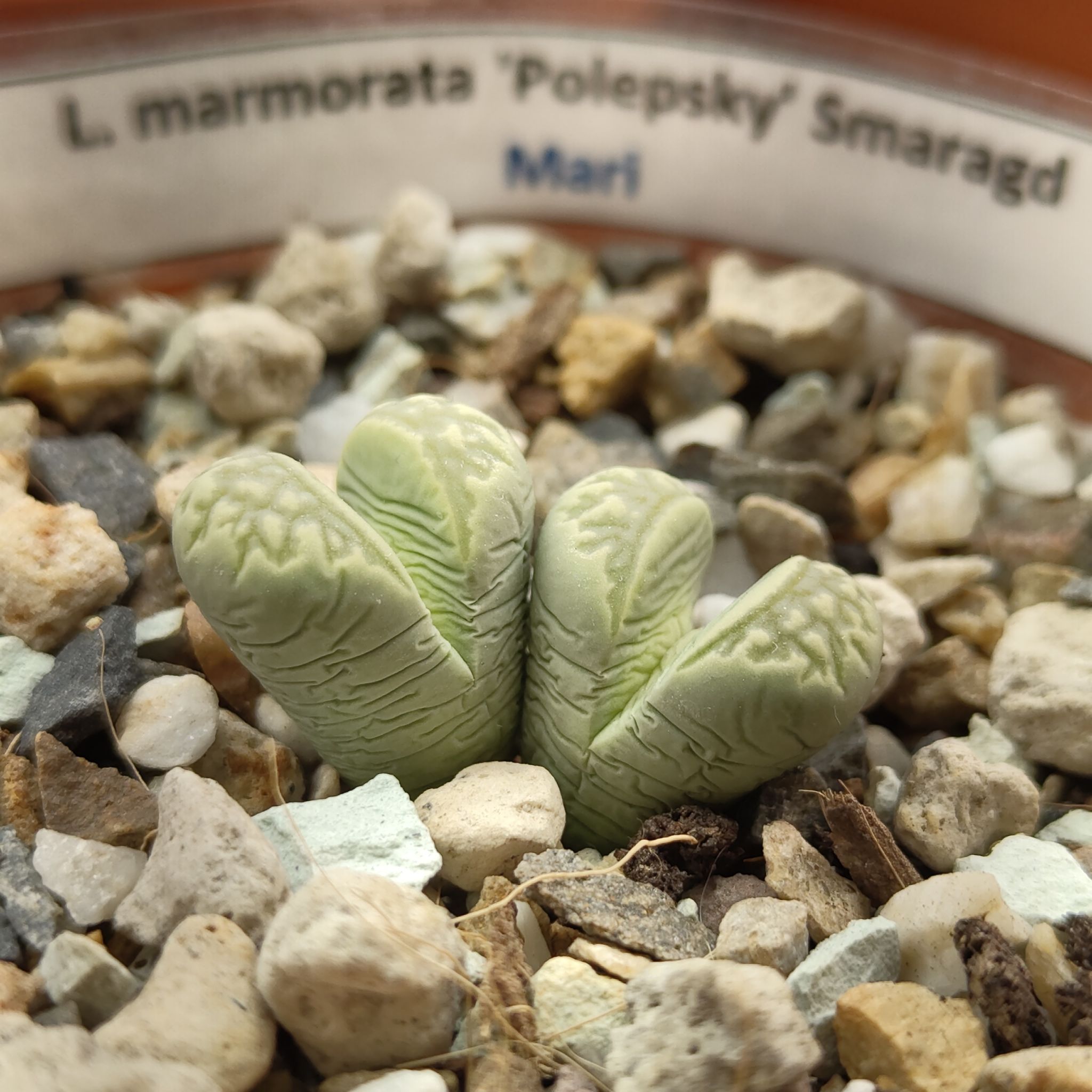 Photo of the plant species Living Stones by @GalosiJoci named Mari on Greg, the plant care app