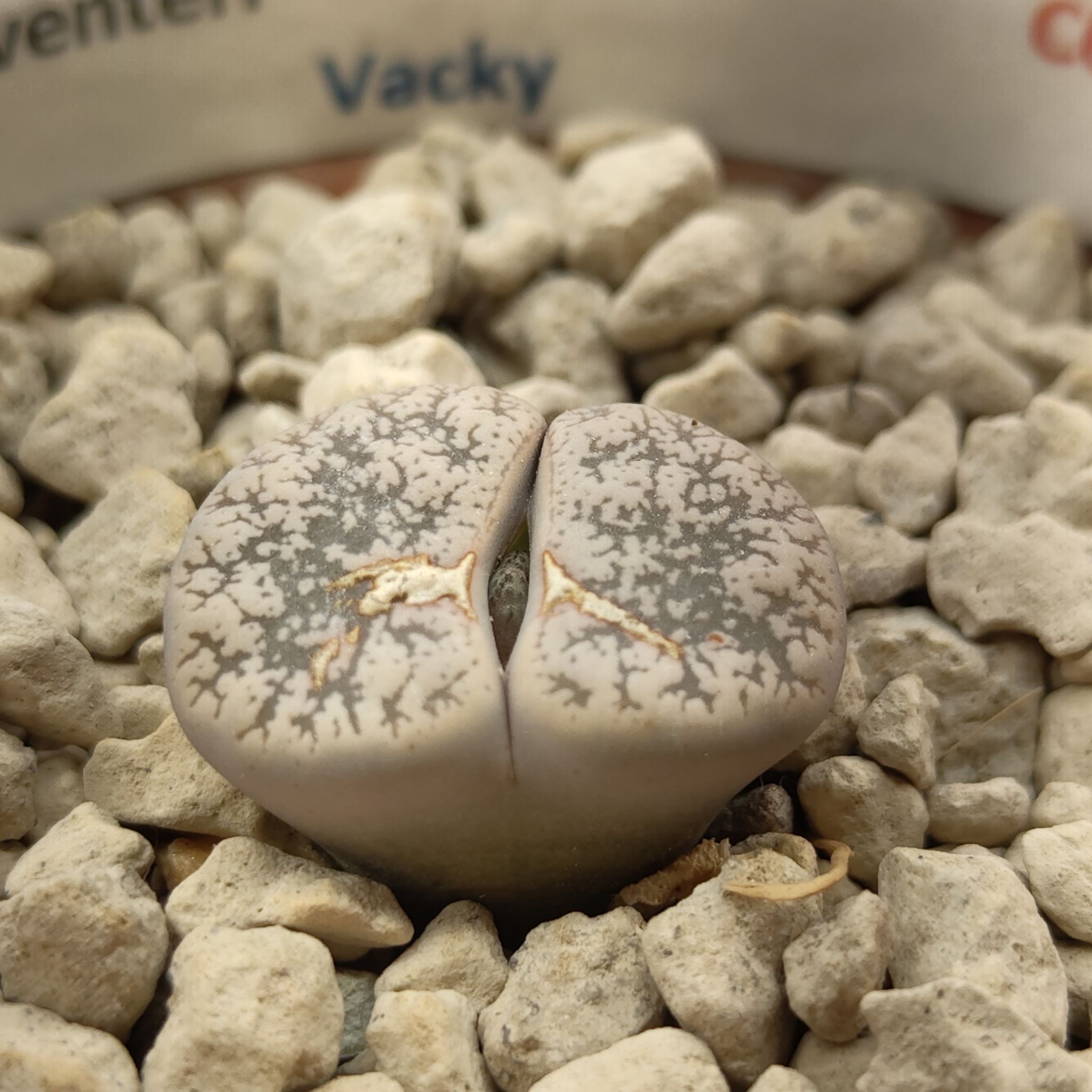 Photo of the plant species Living Stone by @GalosiJoci named Vacky on Greg, the plant care app