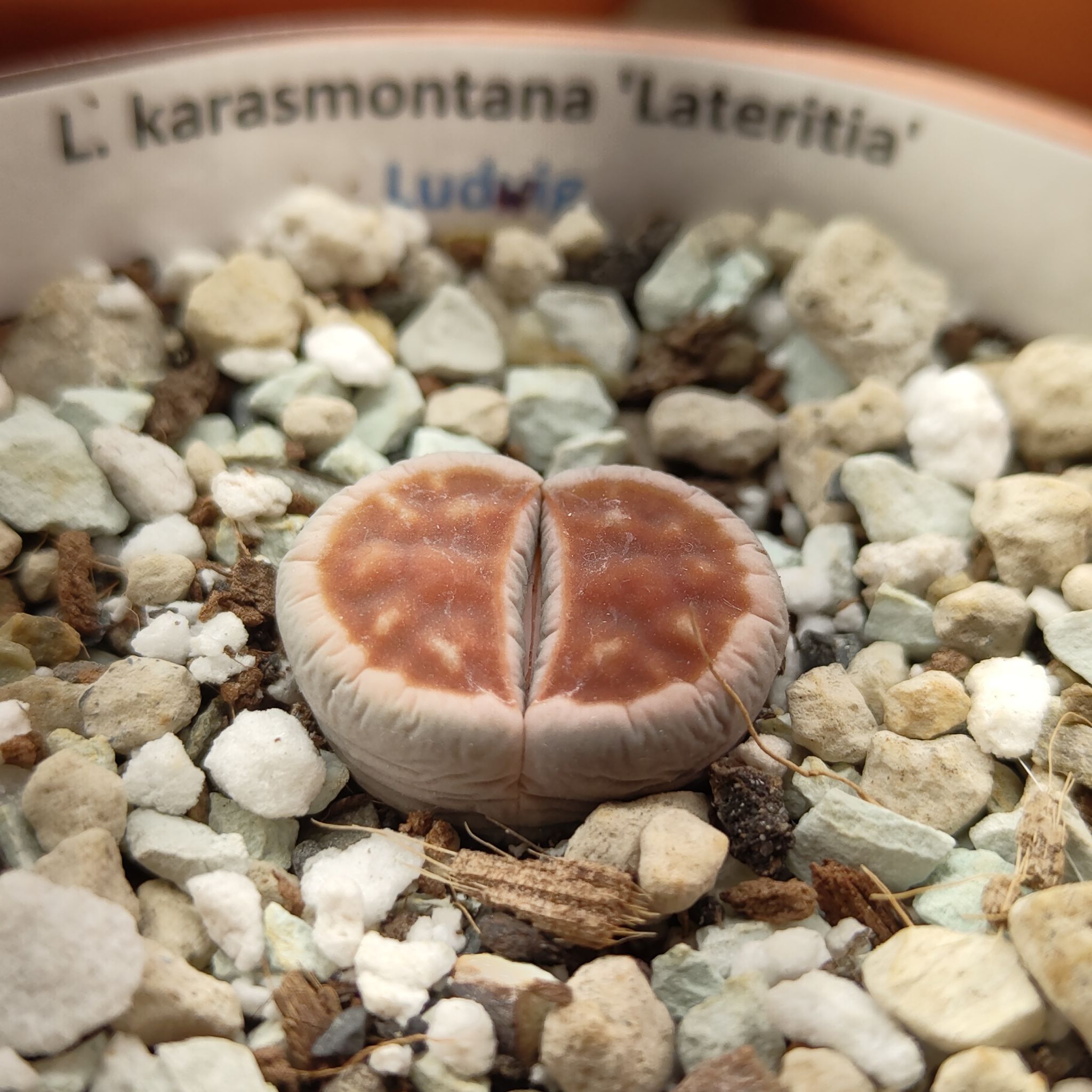 Photo of the plant species Living Stones by @GalosiJoci named Ludwig on Greg, the plant care app