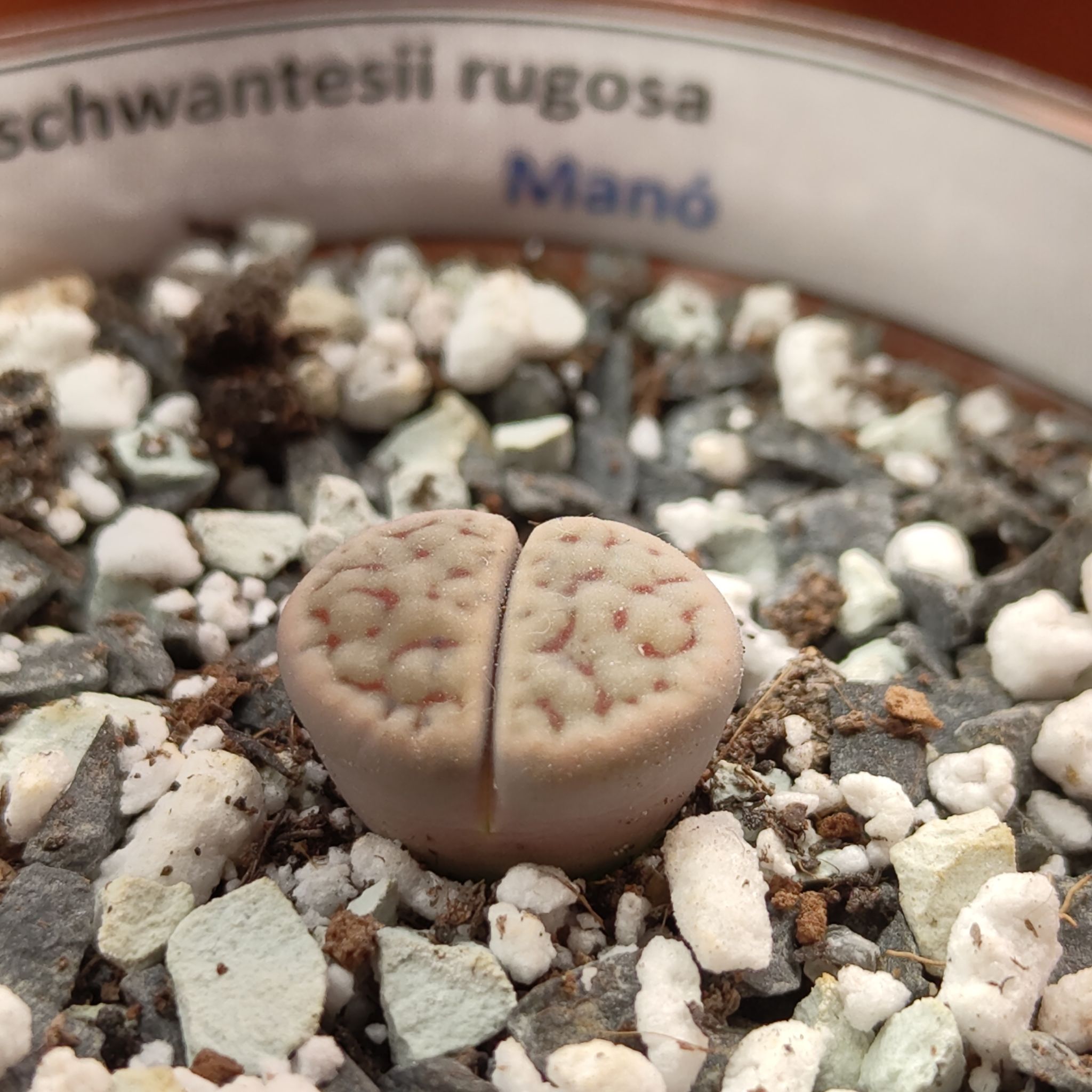 Photo of the plant species Living Stones by @GalosiJoci named Manó on Greg, the plant care app