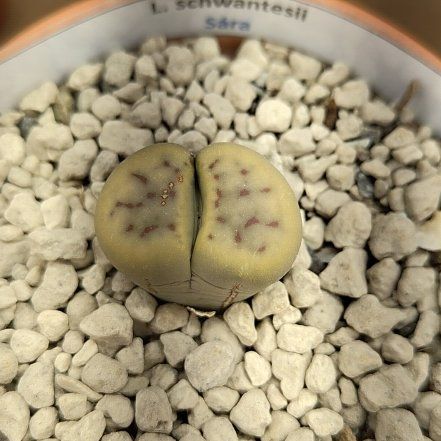 Photo of the plant species Living Stones by @GalosiJoci named Sára on Greg, the plant care app