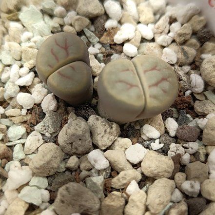Photo of the plant species Living Stones by @GalosiJoci named Márta on Greg, the plant care app