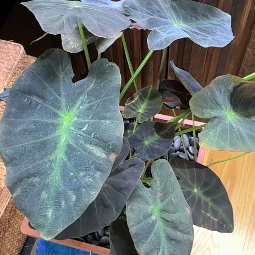 Photo of the plant species Colocasia 'Black Beauty' by @TutorTahitilime named Bruce Lee on Greg, the plant care app