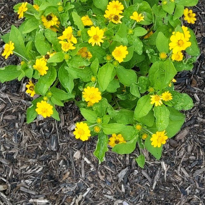 Photo of the plant species Golden-Knee by @DevotedBagpod named LiloStitch on Greg, the plant care app