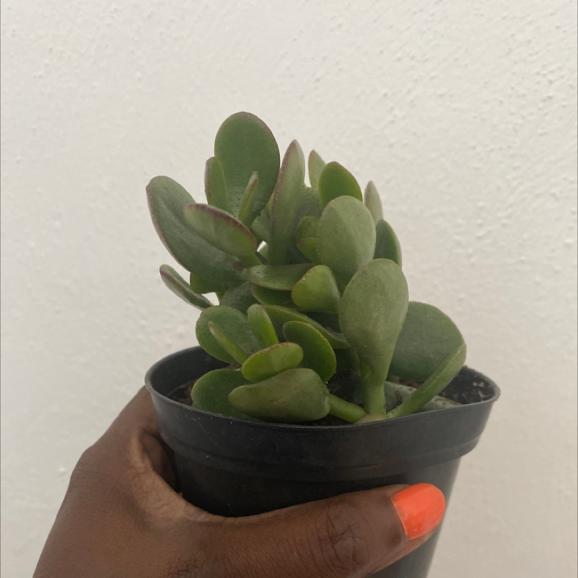Jade Plant in a black pot held by a hand with orange nail polish.