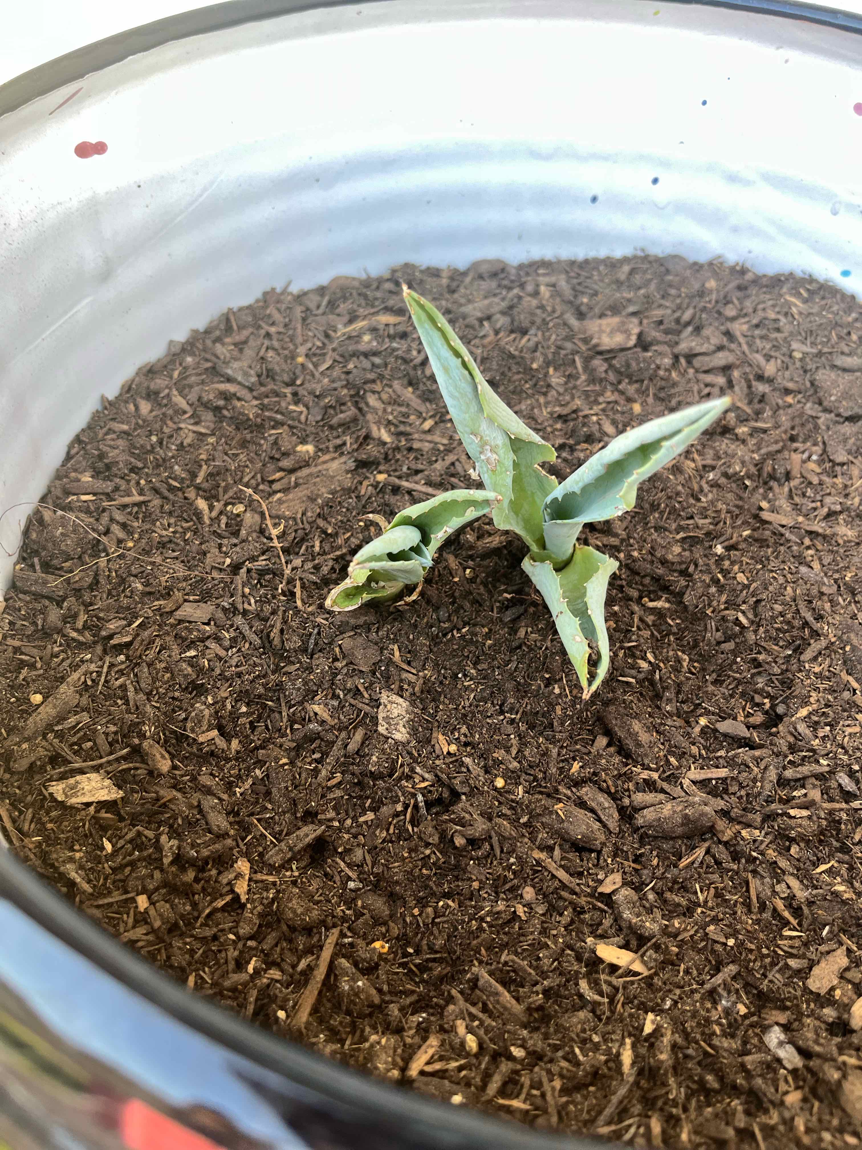Best Soil Potting Mix for Agave applanata